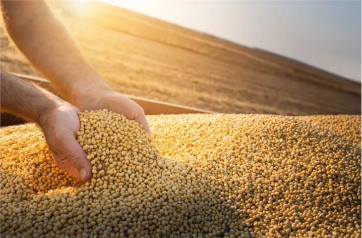 25KG Grain Bean Packaging Machine
